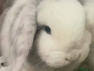 Mini Lop rabbits 1X girl mini lop - Advert 1