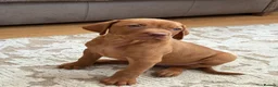 Hungarian Vizsla dogs for sale: Remarkable KC registered Visla puppies  in Stockport - Advert 5
