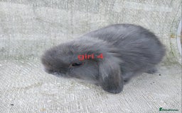 Mini Lop rabbits for sale: Mini lops for sale  - Image 5
