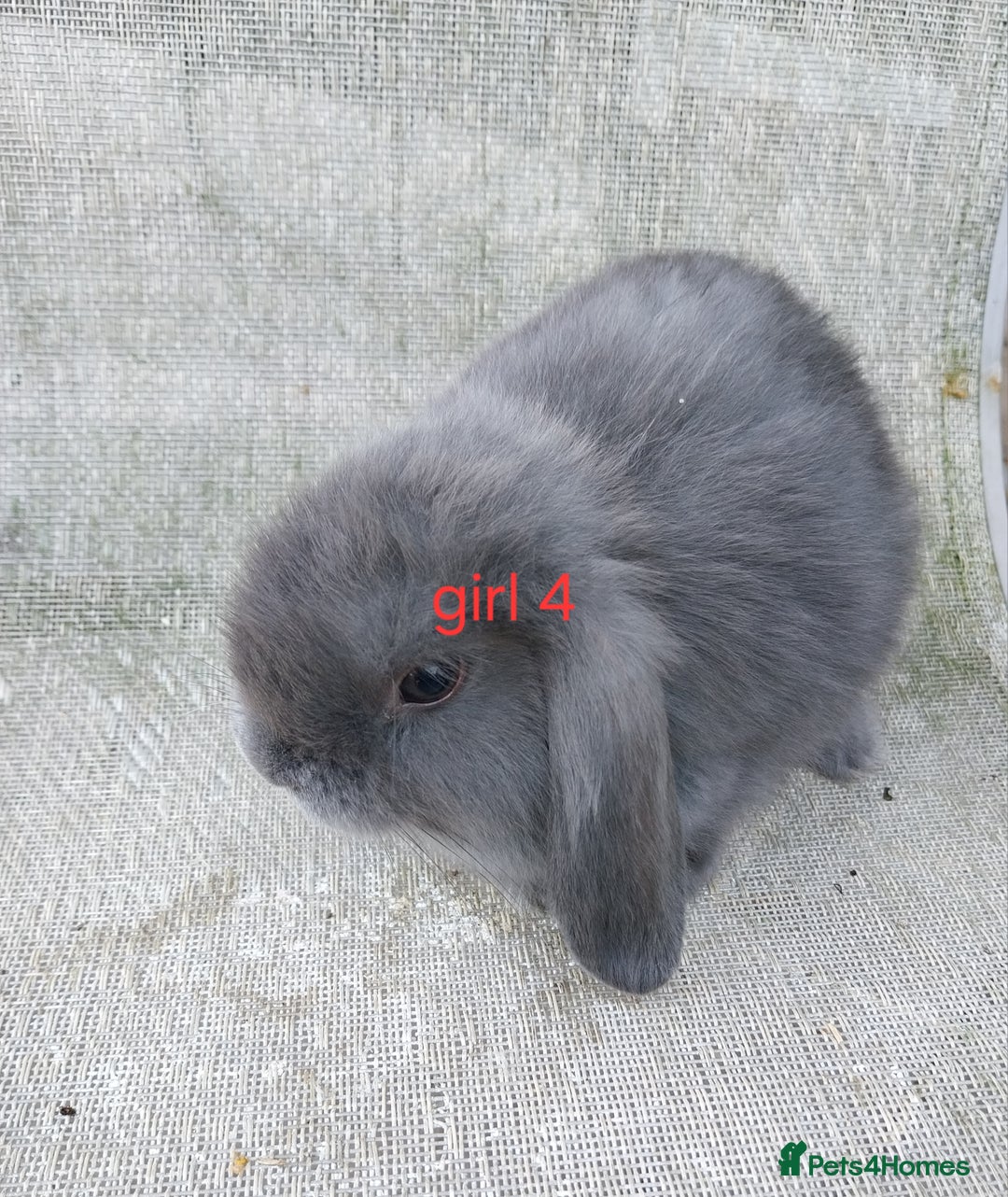 Mini Lop rabbits for sale: Mini lops for sale  - Image 5