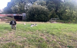 Sprocker dogs for sale: Sprocker puppies for sale   - Image 12