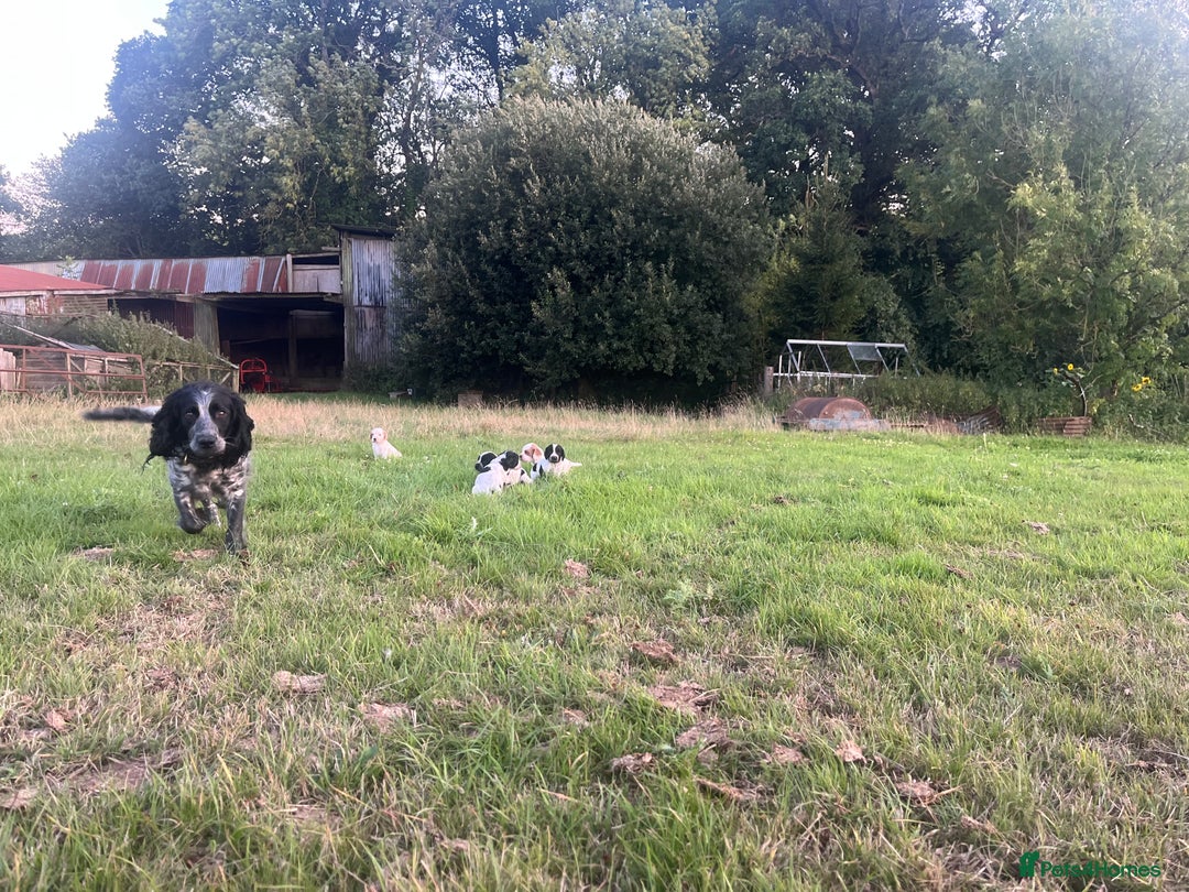 Sprocker dogs for sale: Sprocker puppies for sale   - Image 12