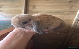 Mini Lop rabbits for sale: Sweet Baby Mini lops . - Image 16