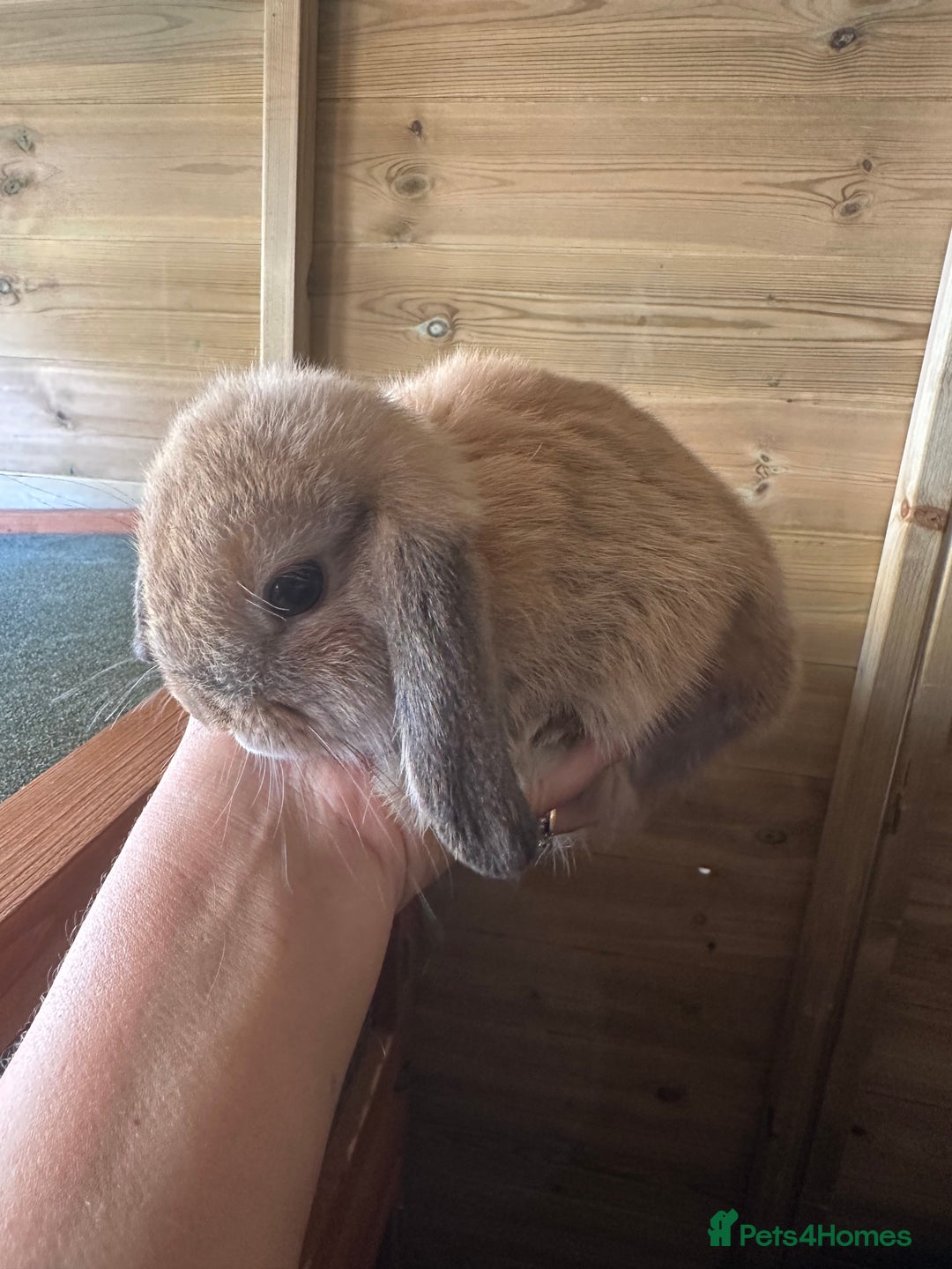 Mini Lop rabbits for sale: Sweet Baby Mini lops . - Image 16