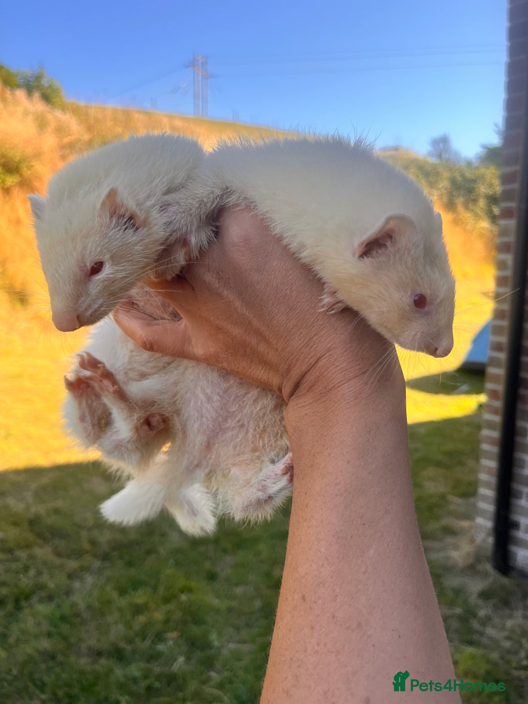 Ferret rodents for sale: Ferret Kits - Image 5