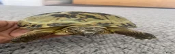 Tortoise reptiles for sale: Horsefield Tortoise 🐢  - Advert 7