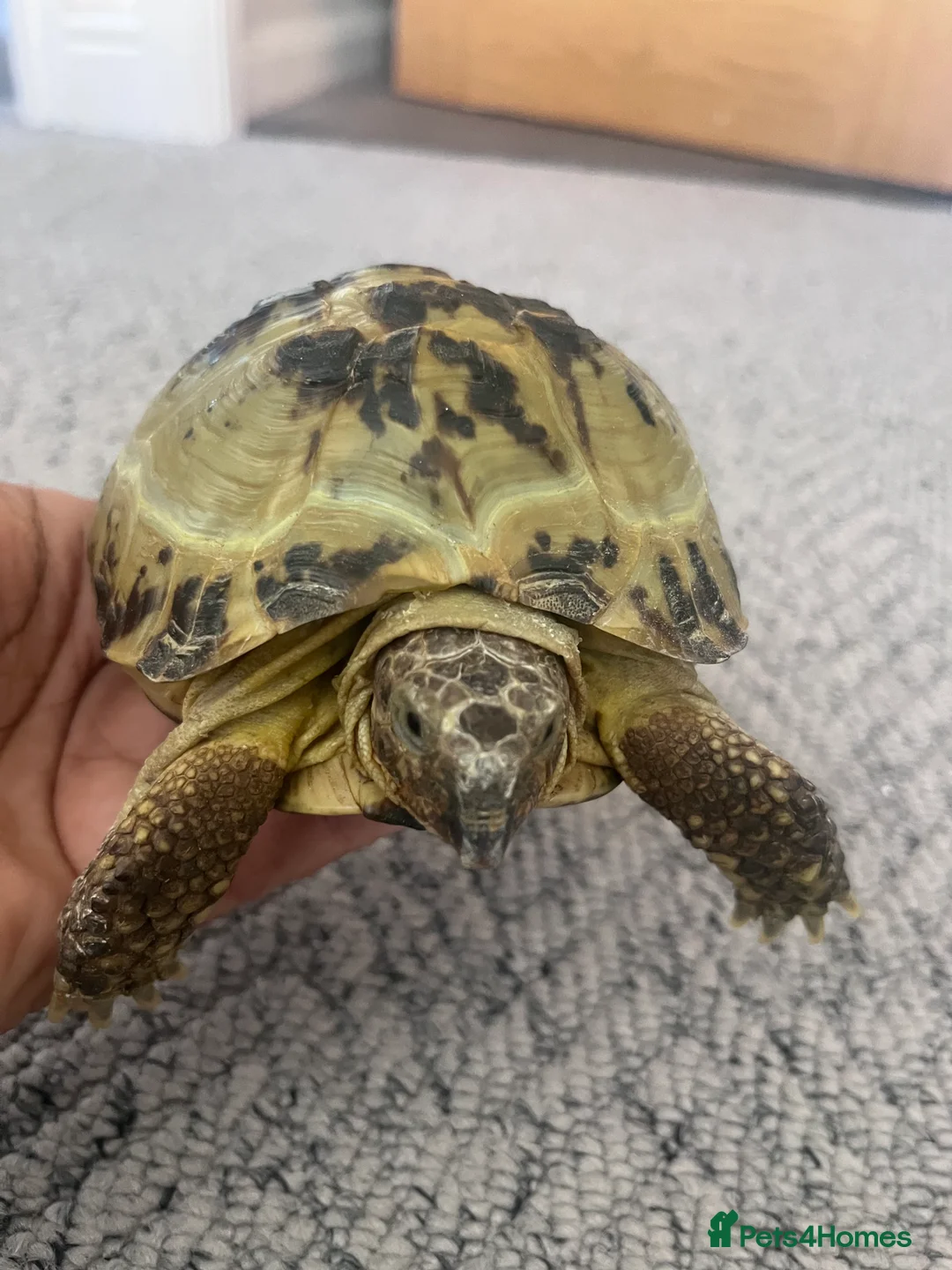 Tortoise reptiles for sale: Horsefield Tortoise 🐢  - Advert 7