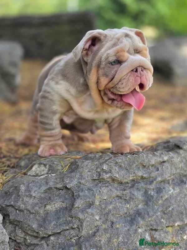English Bulldog dogs Mr Muscles litter Quality English Bulldogs - Advert 1