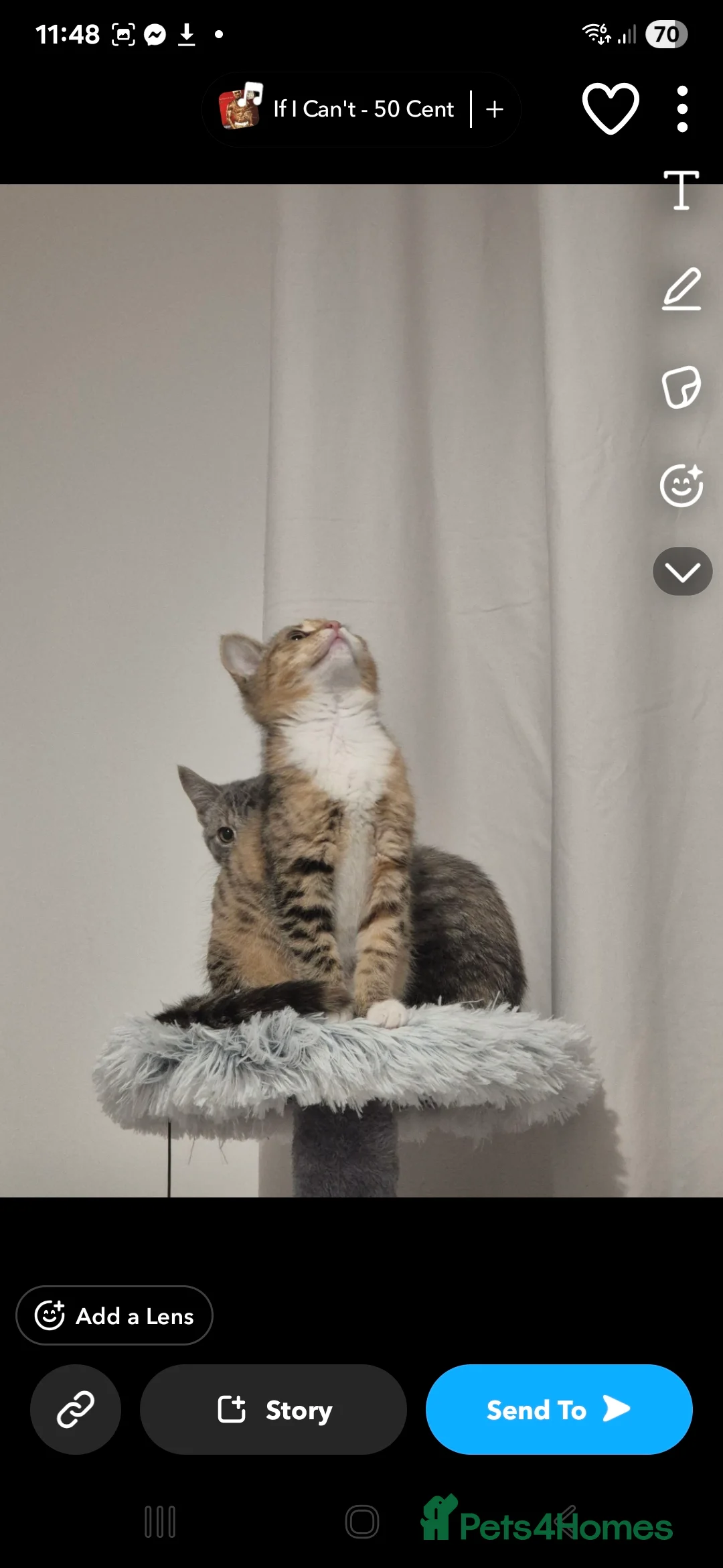 Mixed Breed cats for sale: 2 kittens to go together  - Advert 2