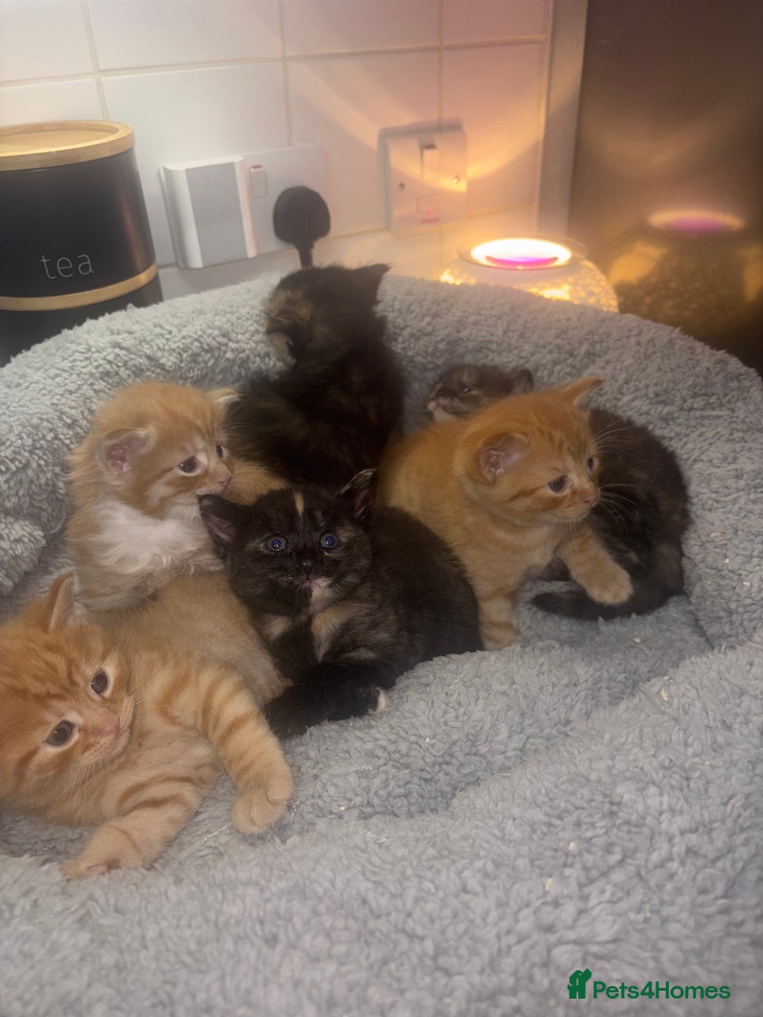 American Shorthair cats for sale: American short hair kittens  - Image 1