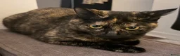 Mixed Breed cats for sale: Three cats looking for new forever home.  - Advert 4