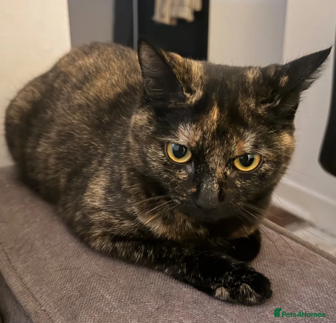 Mixed Breed cats for sale: Three cats looking for new forever home.  - Advert 4