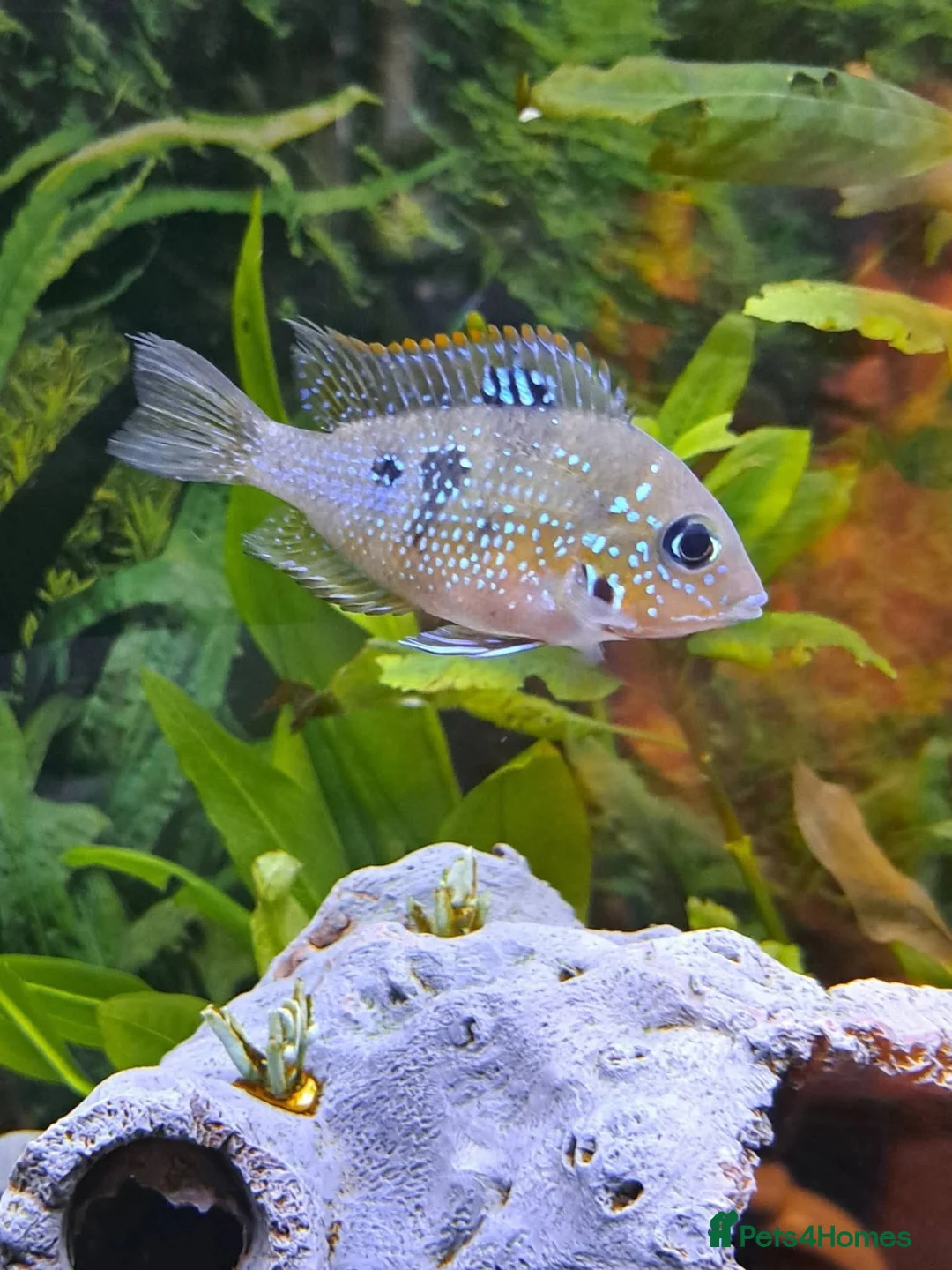 Cichlids fish for sale: Ellioti Cichlids fry & babys  - Advert 7