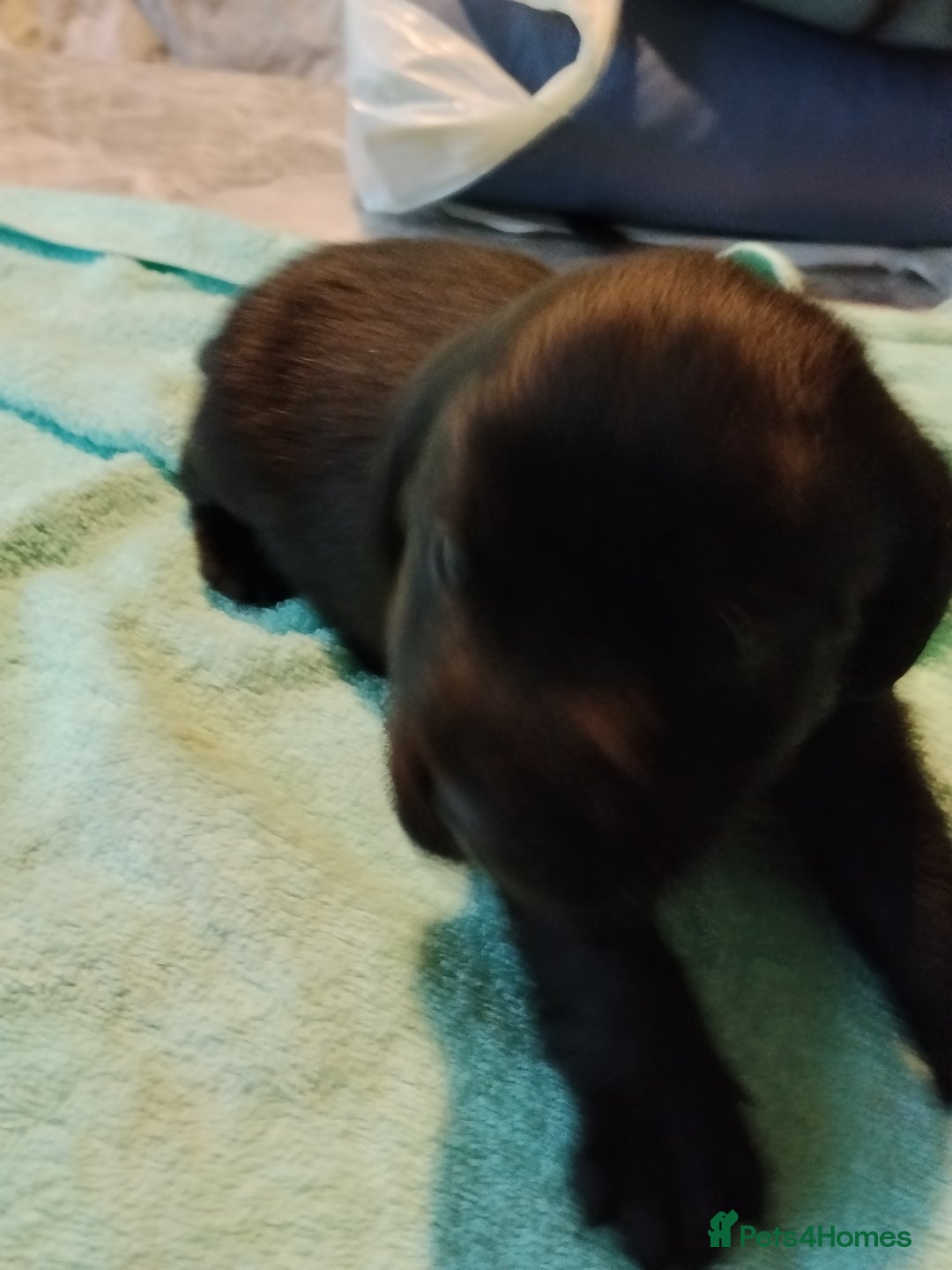 Labrador Retriever dogs for sale: Beautiful Golden and Black Labs - Advert 20