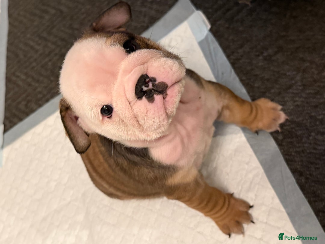 English Bulldog dogs for sale: Traditional English Bulldog Puppies  - Image 23