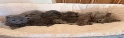 British Longhair cats for sale: Stunning British Longhair Kittens  - Advert 21