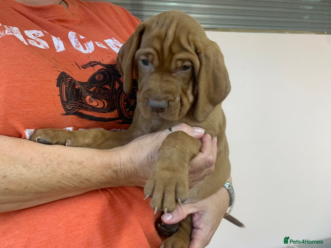 Hungarian Vizsla dogs for sale: Stunning Hungarian Vizsla Puppies  - Image 23