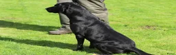 Labrador Retriever dogs for stud: Field Trial Champion, gorgeous black lab stud dog in Bristol - Advert 2
