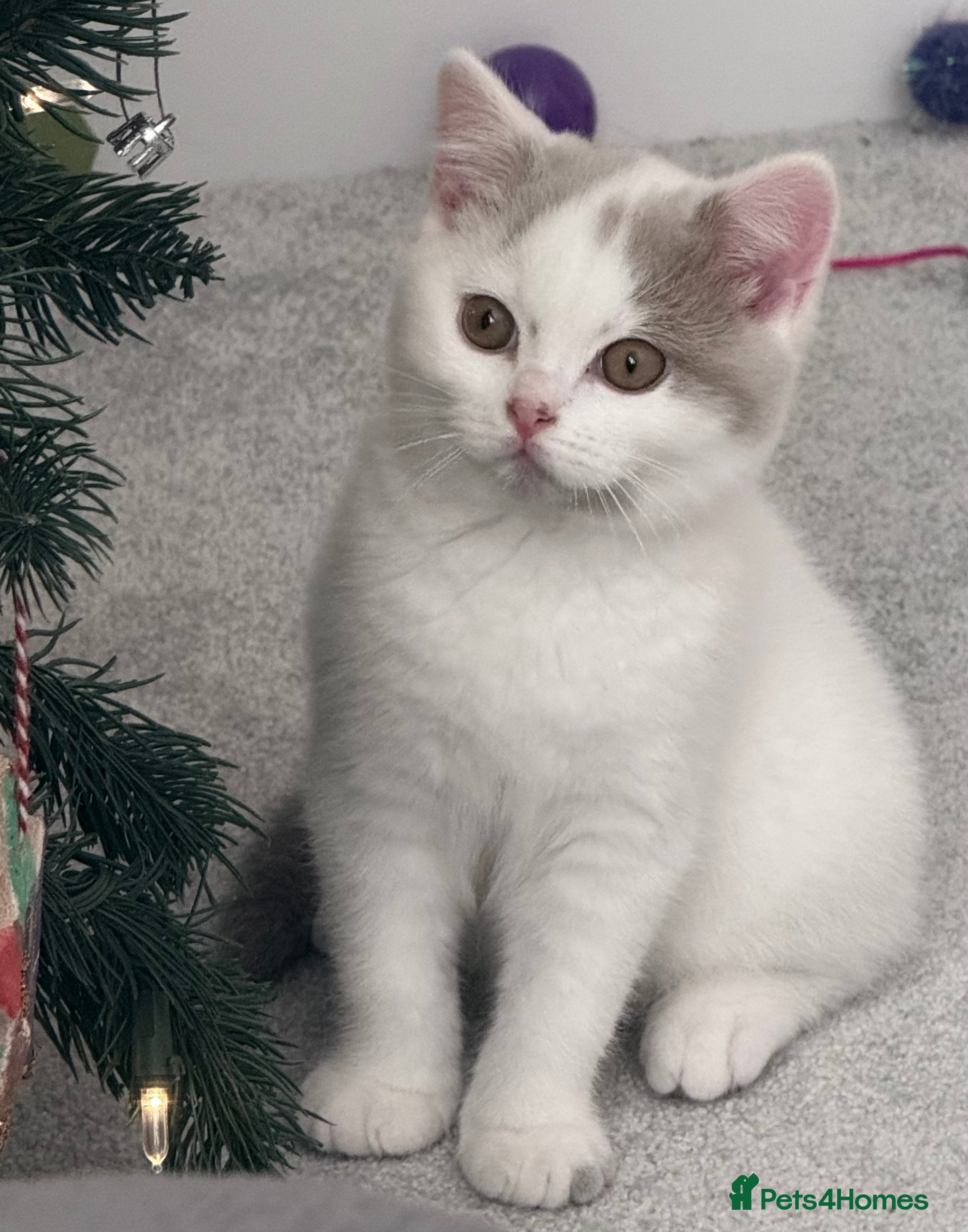 British Shorthair cats Stunning BSH Fawn Van Boy available  - Advert 2