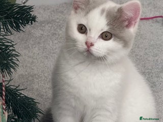 British Shorthair cats Stunning BSH Fawn Van Boy available - Advert 2