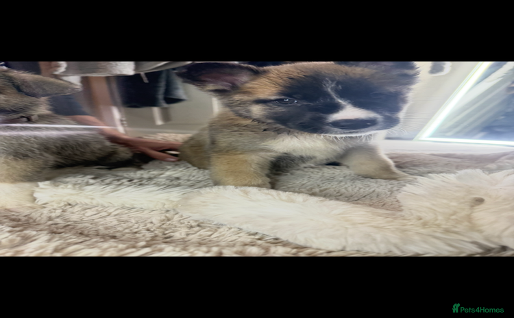 Mixed Breed dogs - Advert 1