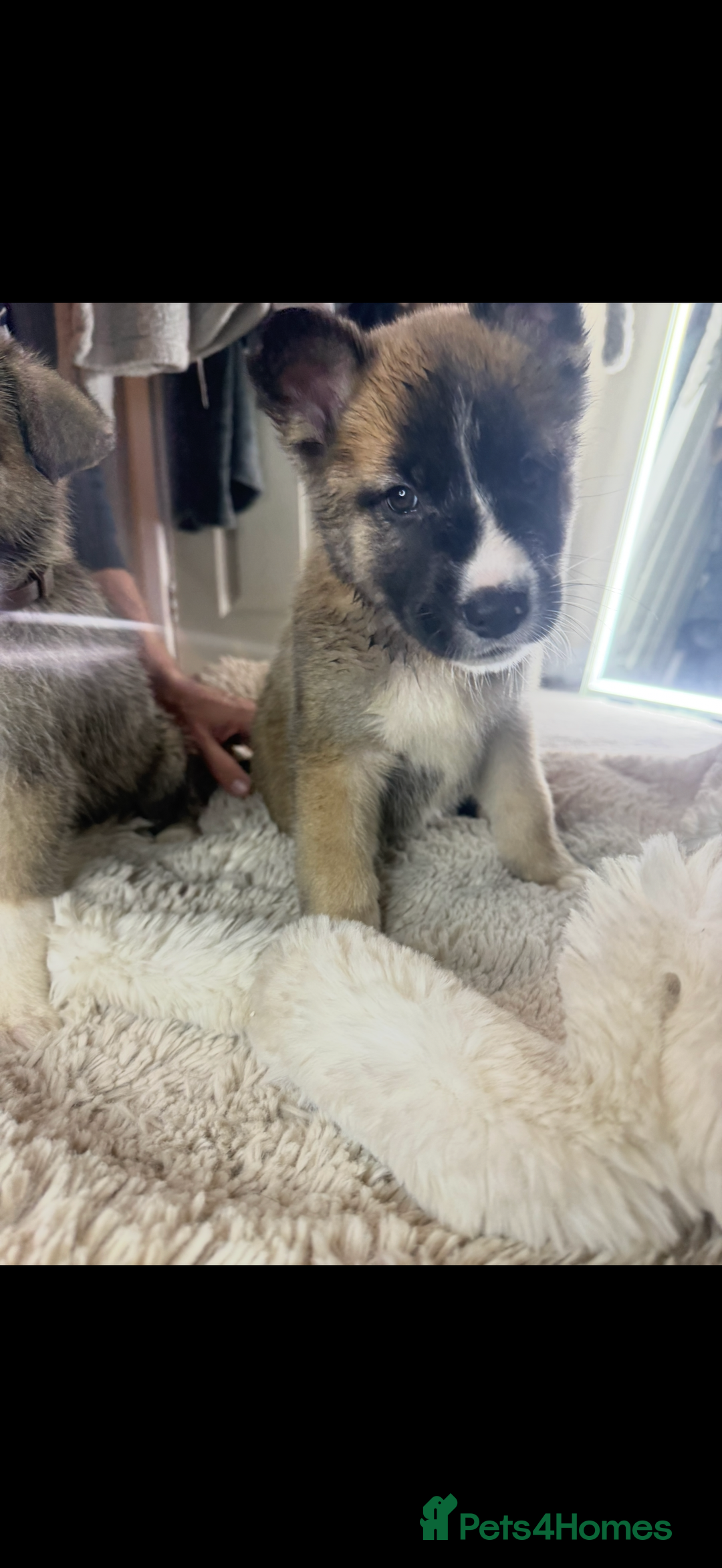 Mixed Breed dogs for sale: Akita/Belgian malenute puppy’s  - Image 1