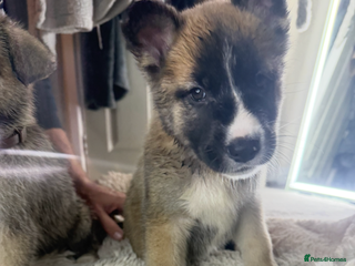 Mixed Breed dogs - Advert 16