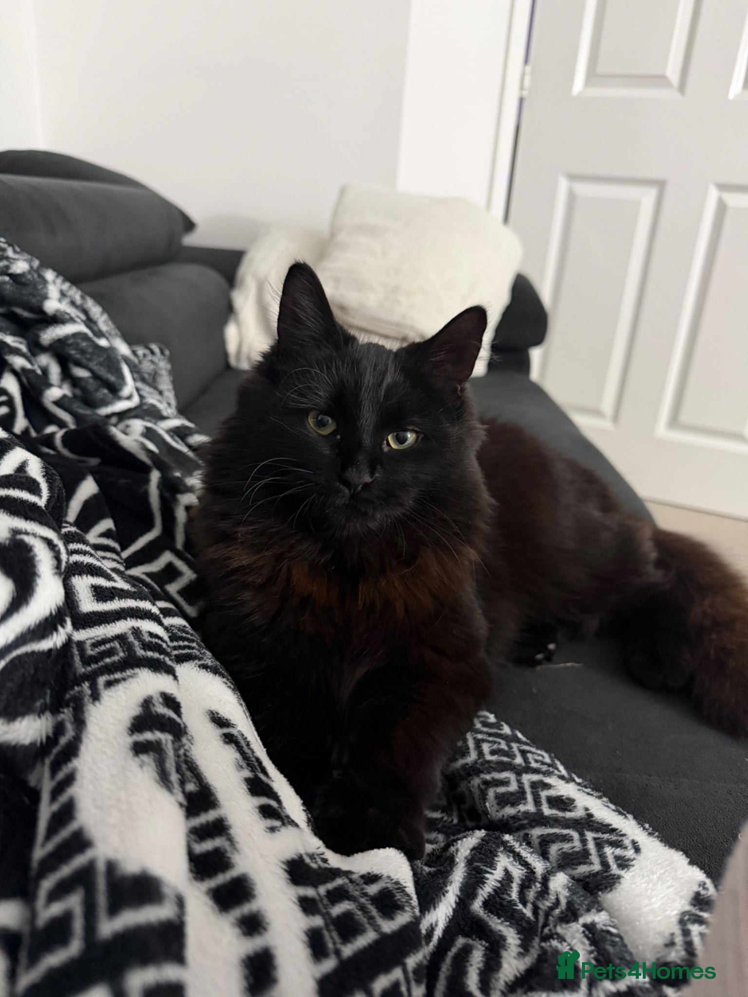 Mixed Breed cats Adorable Medium Haired Black & White Kittens - Advert 1