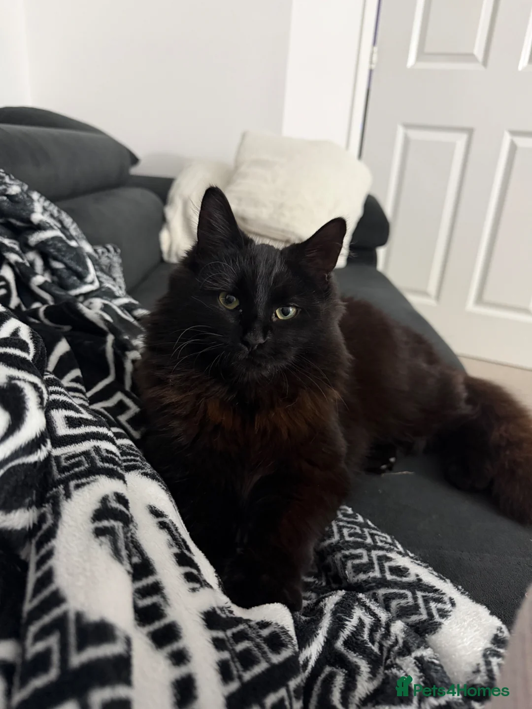 Mixed Breed cats for sale: Adorable Medium Haired Black & White Kittens in Huntingdon - Advert 1