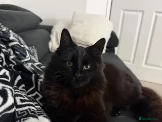 Mixed Breed cats Adorable Medium Haired Black & White Kittens - Advert 2