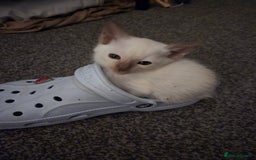 Siamese cats for sale:  Two chocolate point beautiful babies  - Image 4