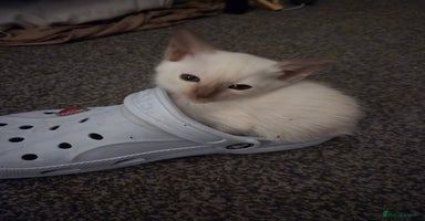 Siamese cats - Advert 1