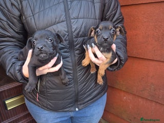 Patterdale Terrier dogs Patterdale Puppies - Advert 1