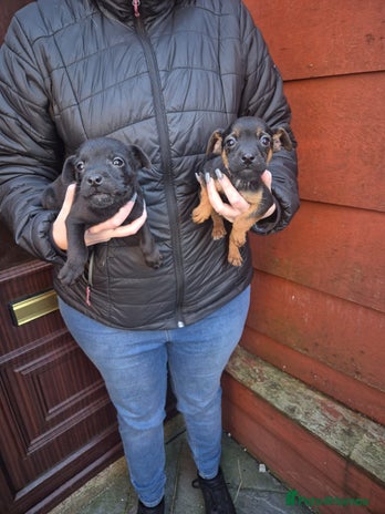 Patterdale Terrier dogs Patterdale Puppies - Advert 1