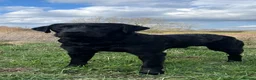 Labrador Retriever dogs for stud: FIELD TRIAL WINNER traditional working Labrador - Advert 3