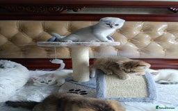 British Shorthair cats for sale: Scottish Fold and Straight kittens  - Image 14