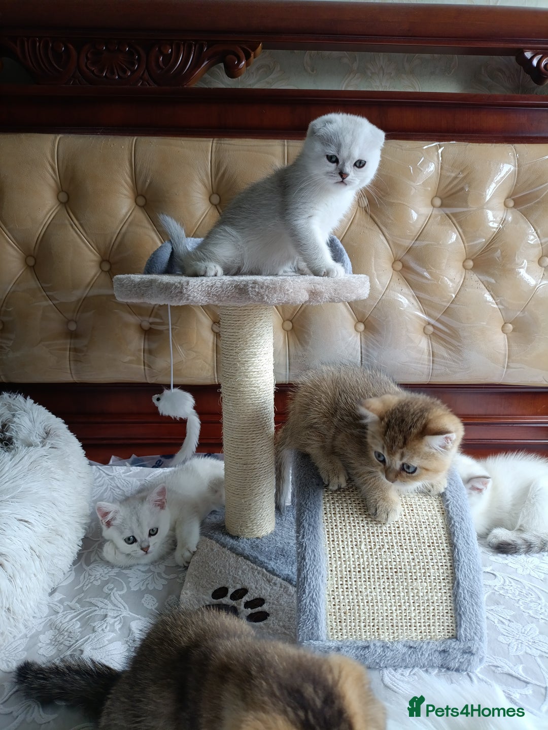 British Shorthair cats for sale: Scottish Fold and Straight kittens  - Image 14
