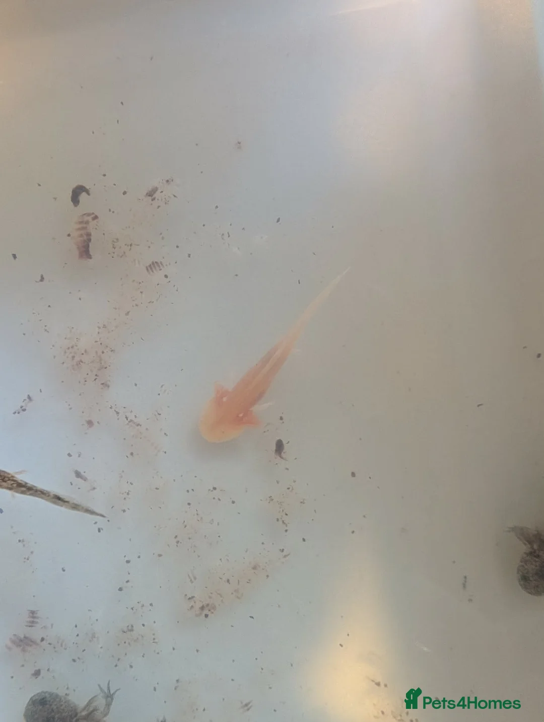 Other/Mixed Breed fish for sale: Baby axolotls in Ebbw Vale - Advert 5