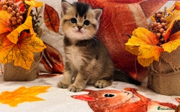 Scottish Fold cats for sale: Purrfect little babies - Image 10