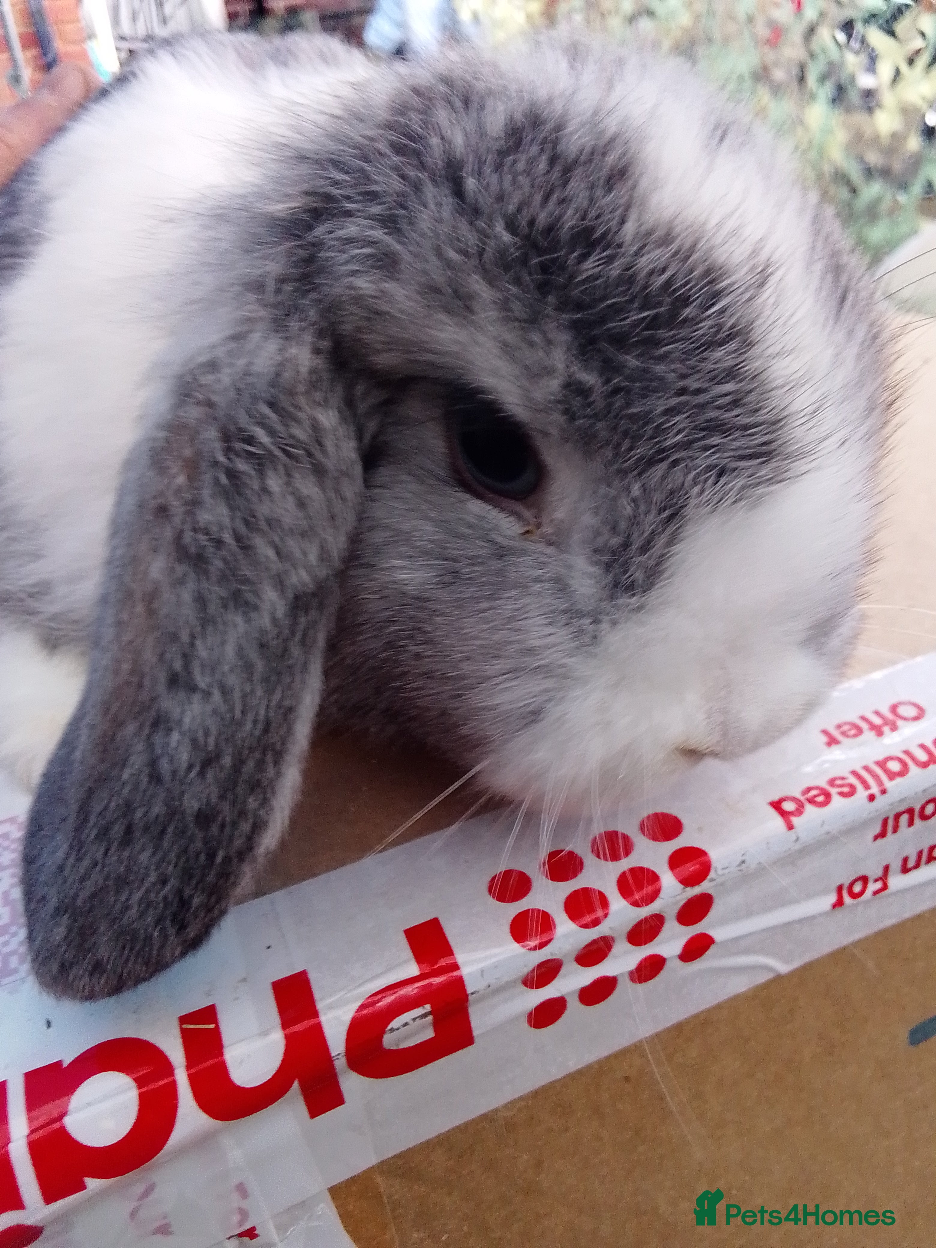 Mini Lop rabbits Beautiful blue mini lop bunnies ready to go  - Advert 2