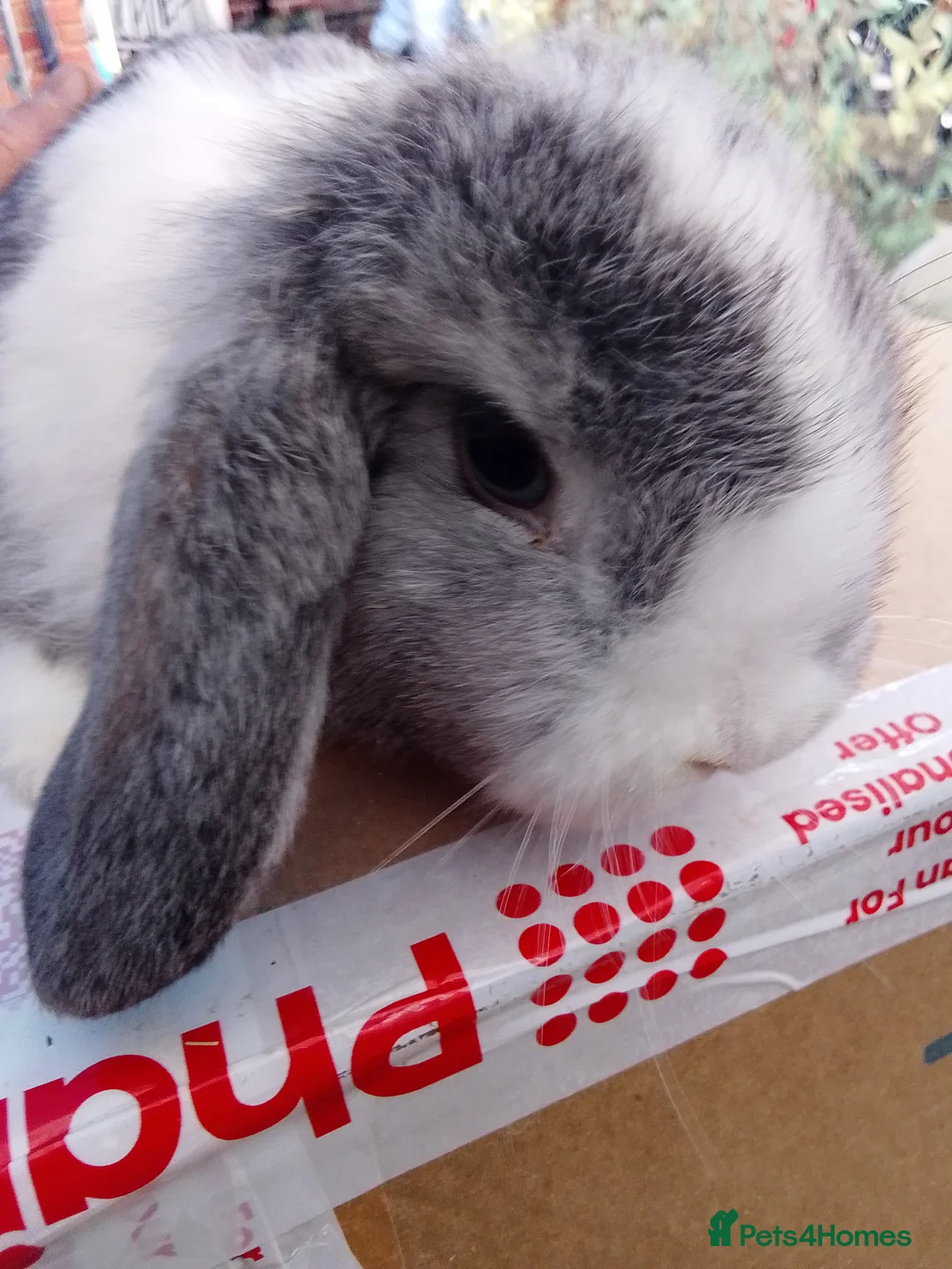 Mini Lop rabbits for sale: Beautiful blue mini lop bunnies ready to go  - Advert 1