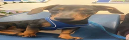 Dachshund dogs for sale: Dashound puppy 7 months old  in High Wycombe - Advert 6