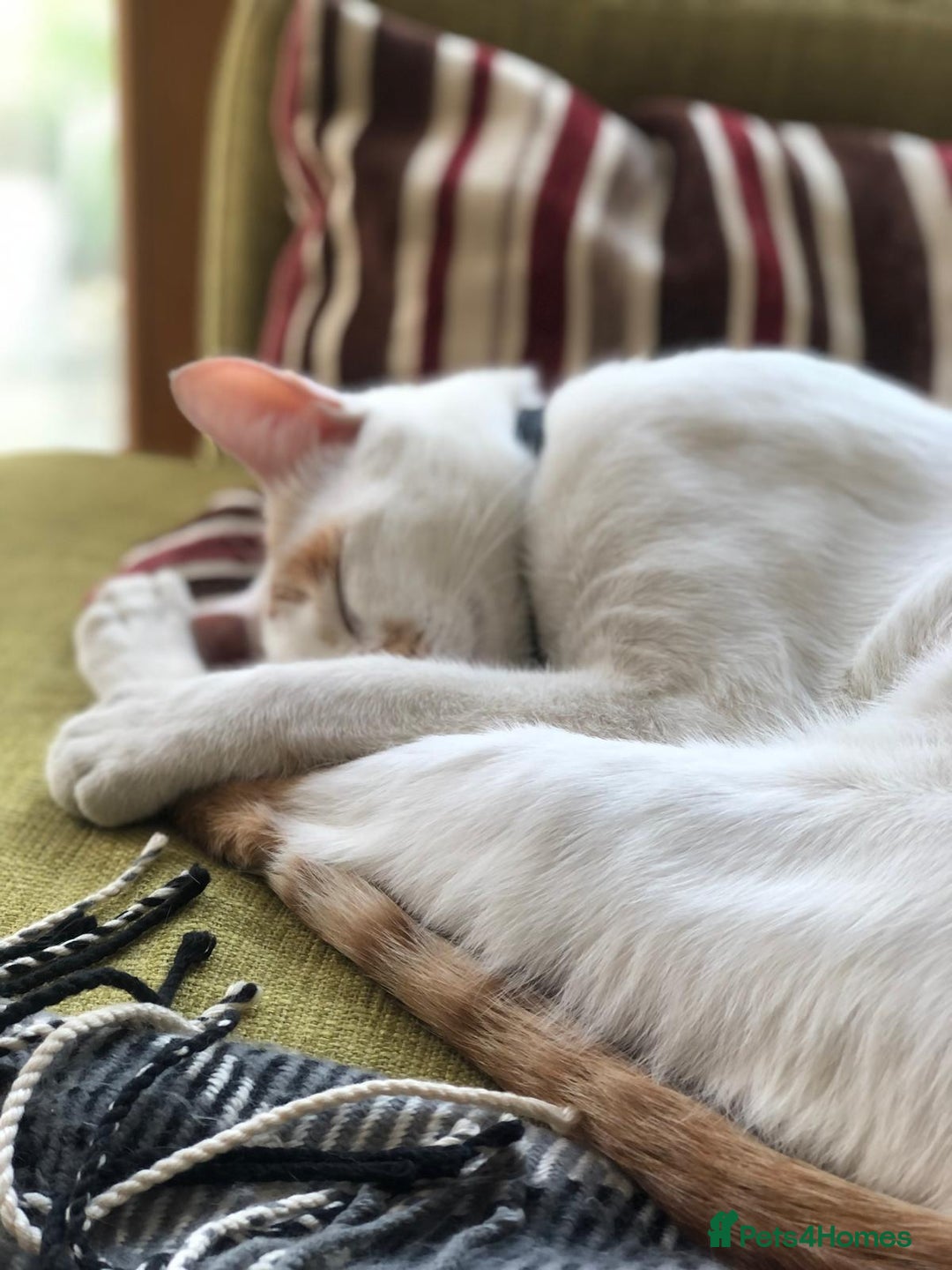 Mixed Breed cats for adoption: HUNK -INTELLIGENT- ALPHA BOY - IN PRIME CONDITION  - Image 4