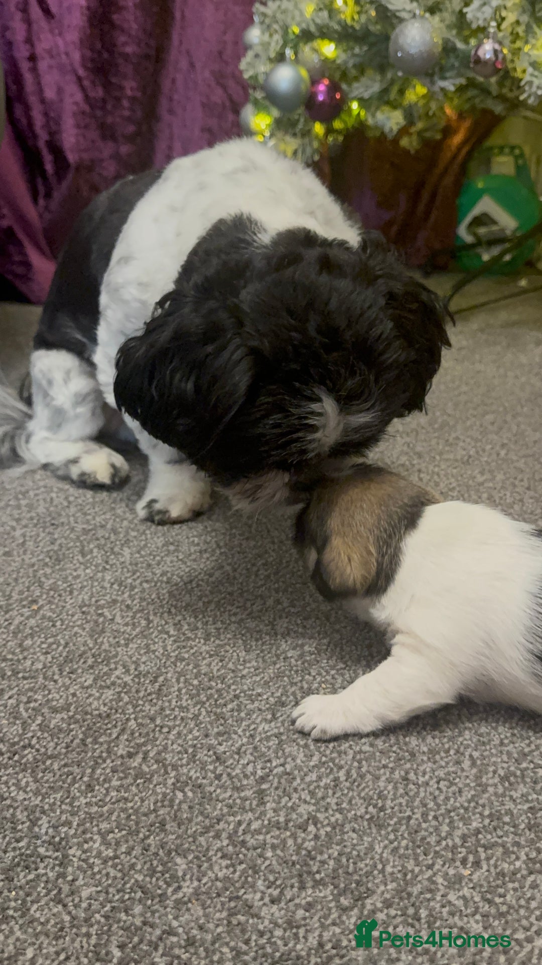 Mixed Breed dogs for sale: Beautiful pups looking for their forever home! - Advert 4