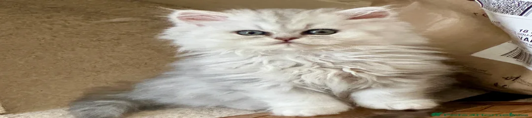 Persian Kitten 5