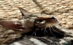 Bengal cats for sale: Stunning Glittered Pedigree Bengal Female TICA reg - Image 8