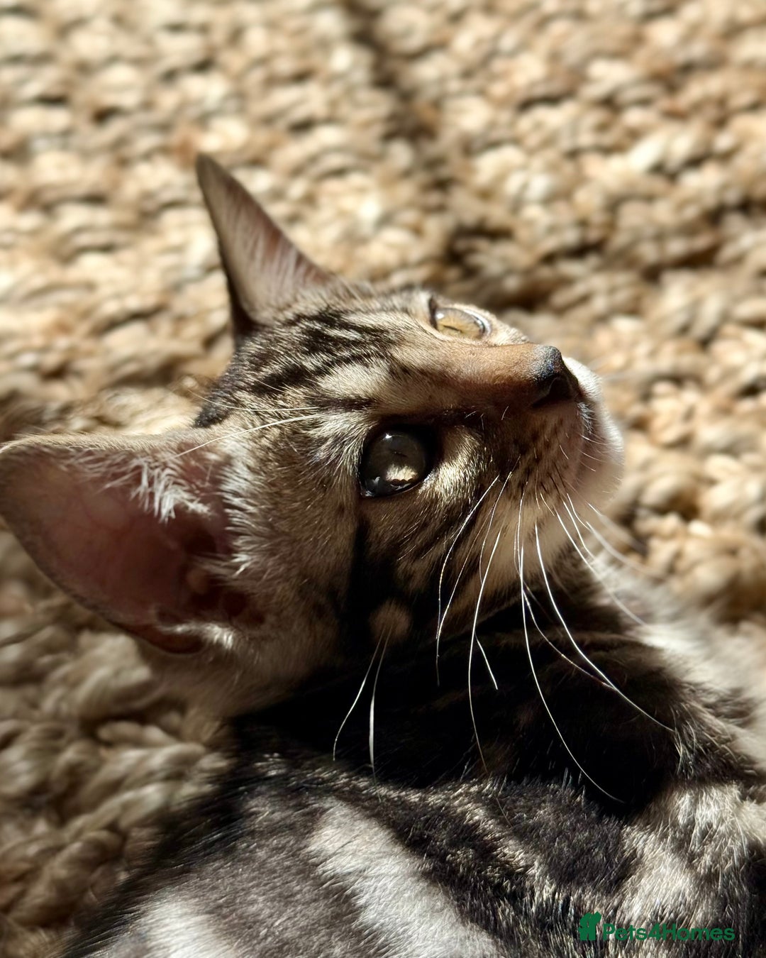 Bengal cats for sale: Stunning Glittered Pedigree Bengal Female TICA reg - Image 8
