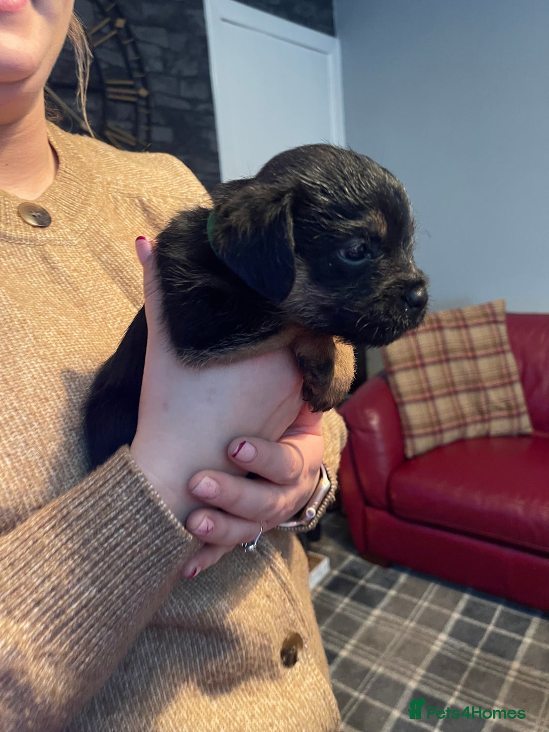 Border Terrier dogs for sale: Border Terrier Pups - Advert 33