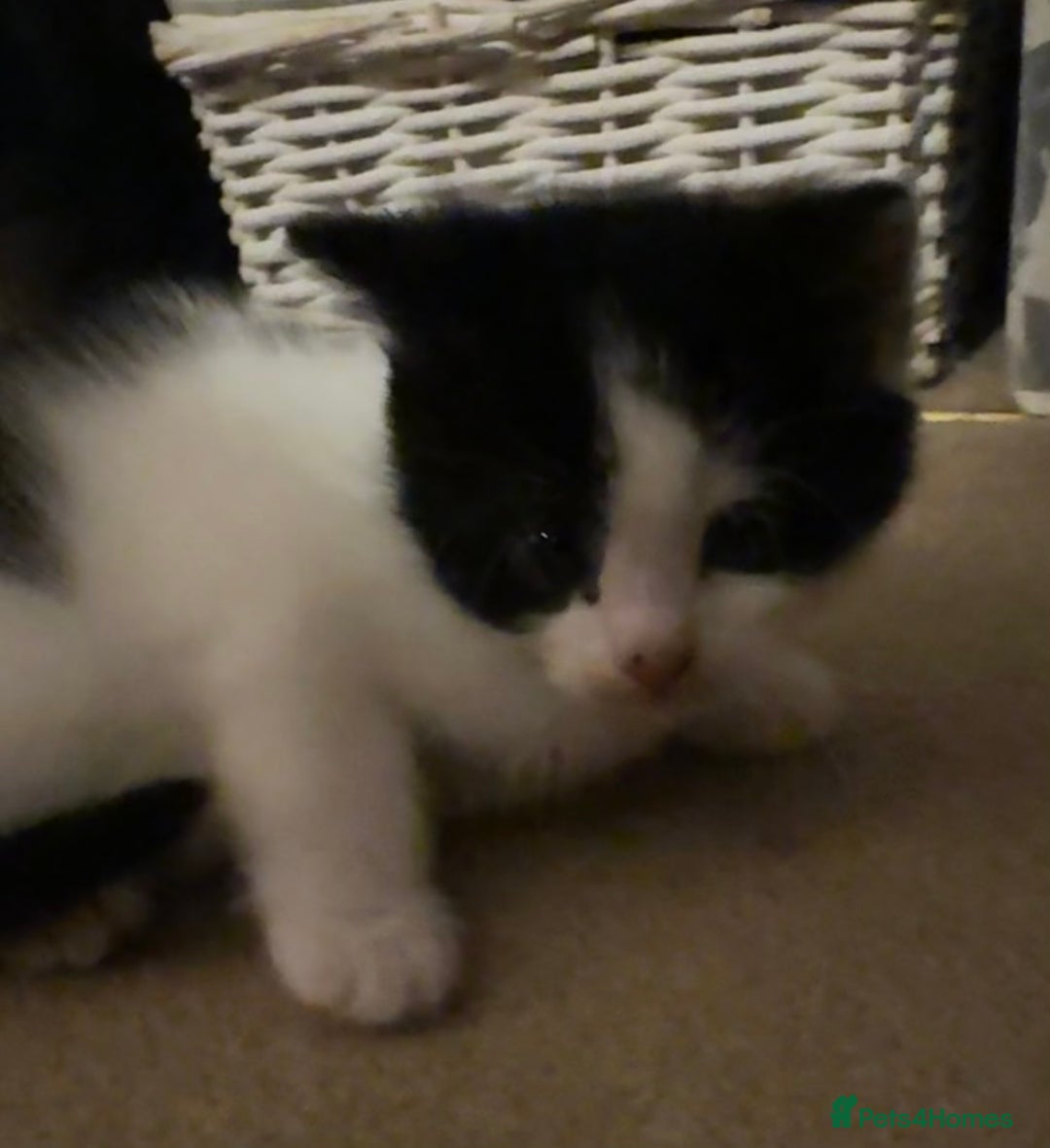 Domestic Shorthair cats for sale: 3 gorgeous Black and White boys - Image 6