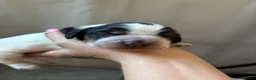 Sprocker dogs for sale: 6  beautiful sprocker cross puppy’s for sale - Advert 7